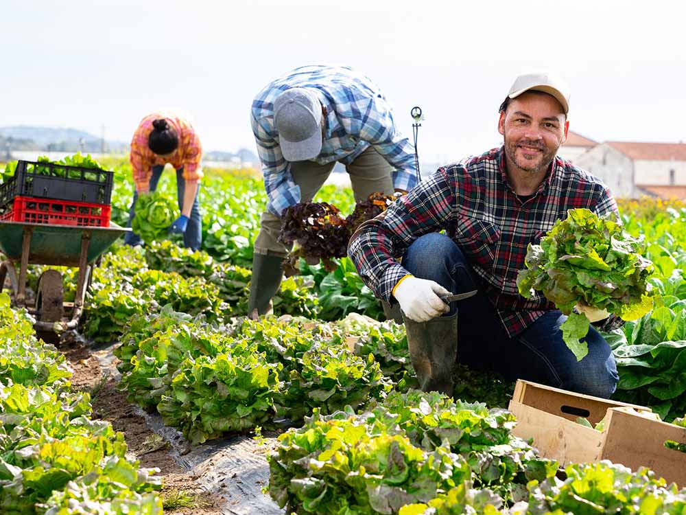 Recogida de cultivo